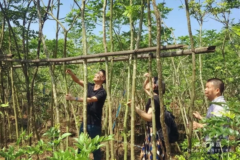 2018年5月,區氏臻品團隊深入海南,拜訪了當地多位黃花梨行家,共同探討海黃存量、開料等,并深入走訪了龍泉鎮花梨街。 2018年5月,區氏臻品團隊深入海南,拜訪了當地多位黃花梨行家,共同探討海黃存量、開料等,并深入走訪了龍泉鎮花梨街。